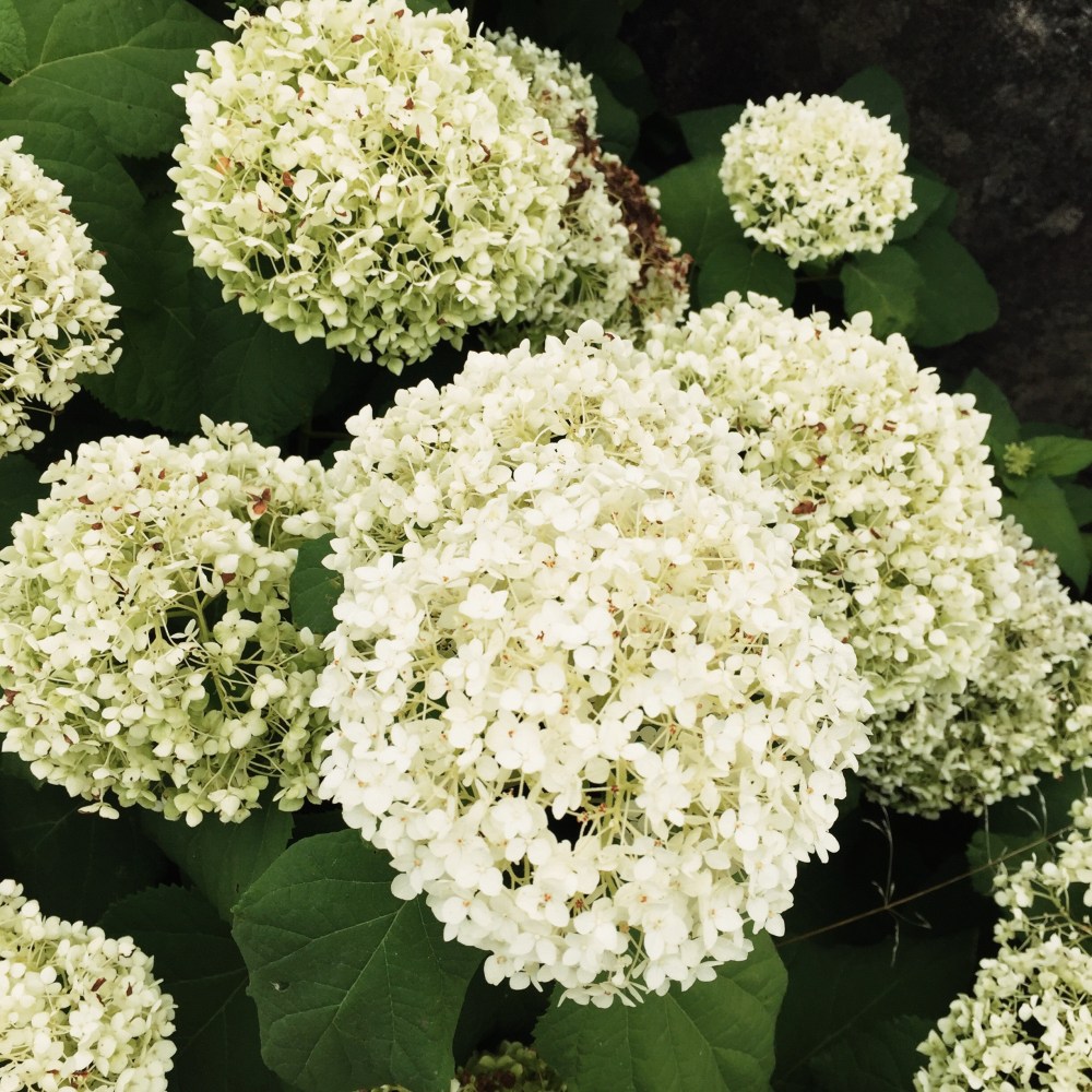 Processed with VSCO with s2 preset